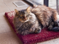 Hermes on his mat in dining room  P202156